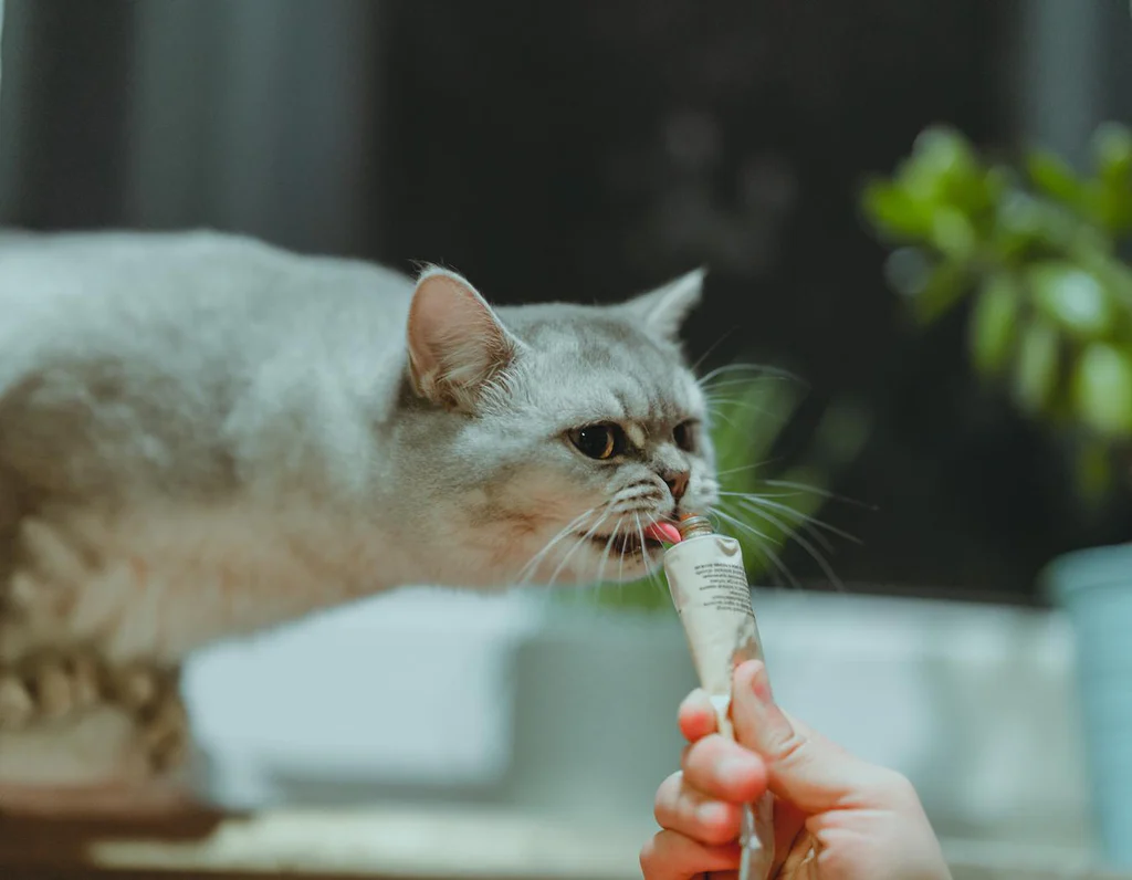 cbd for cats
